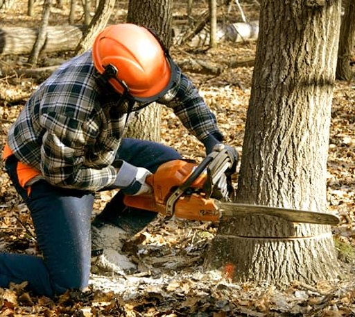 Tree Removal in Forestburg, TX
